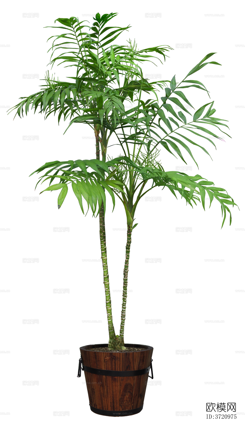 免抠室内盆栽植物素材下载