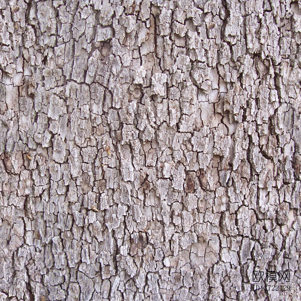 无缝干枯开裂树皮下载