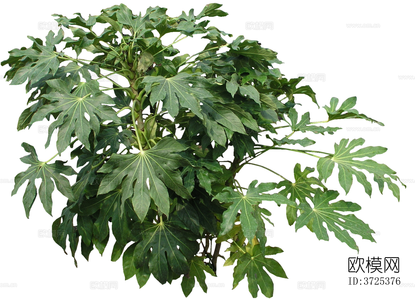 免抠街道庭院景观树行道树乔木植物下载