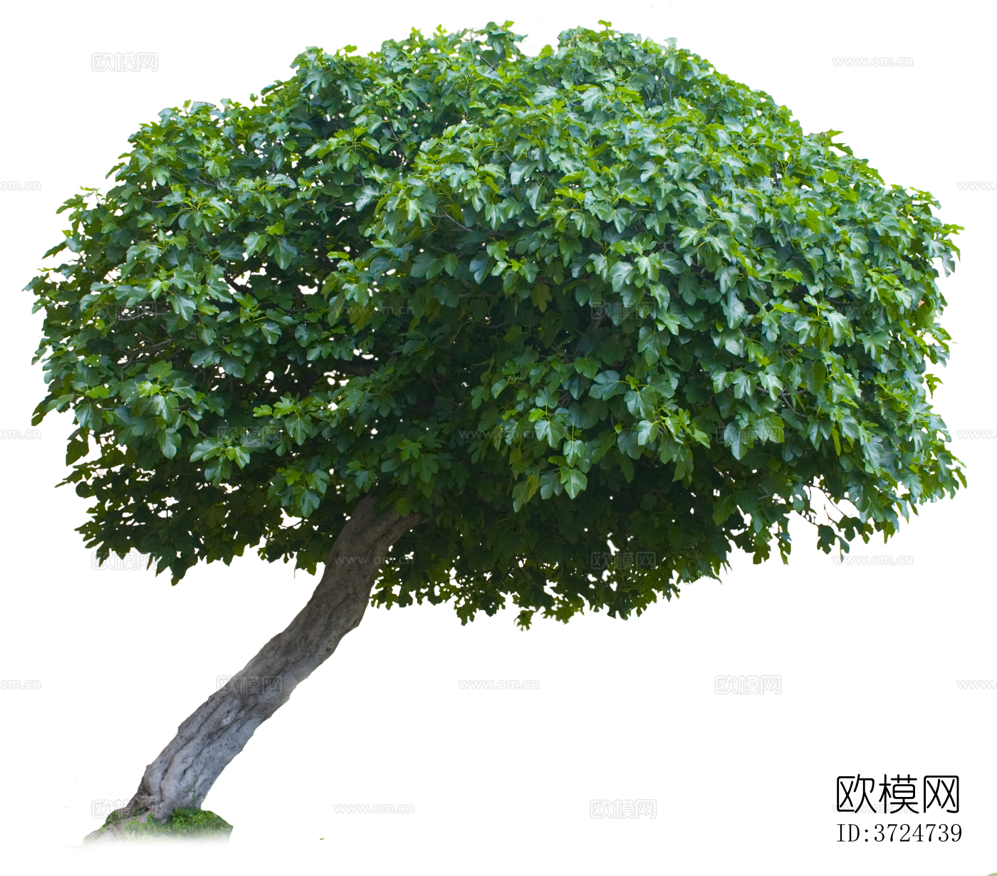 免抠街道庭院景观树行道树乔木植物下载