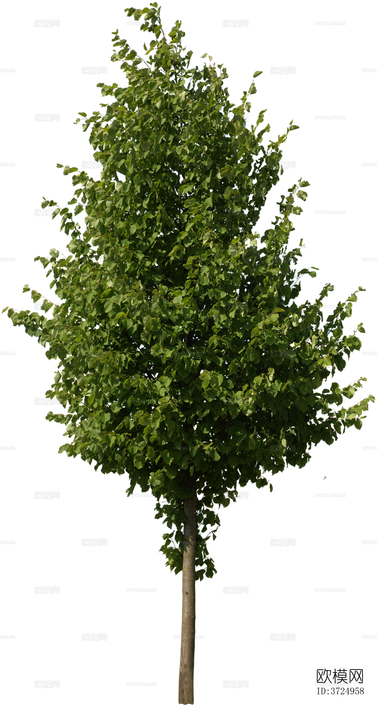 免抠街道庭院景观树行道树乔木植物下载