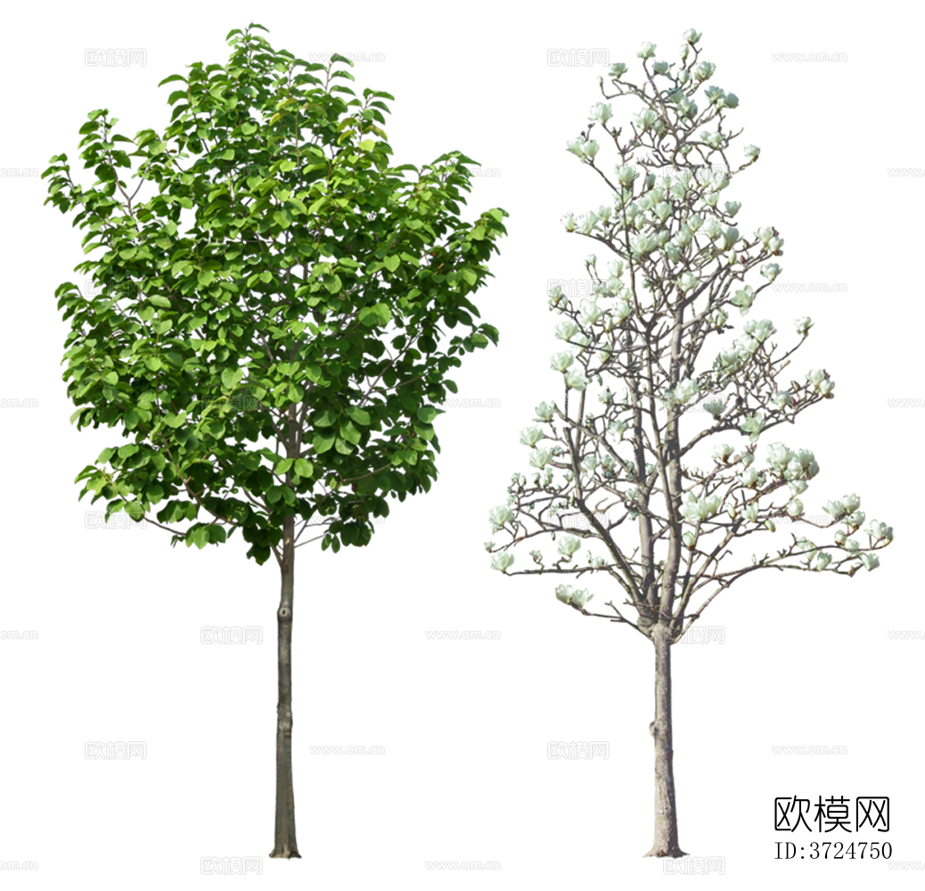 免抠街道庭院景观树行道树乔木植物下载