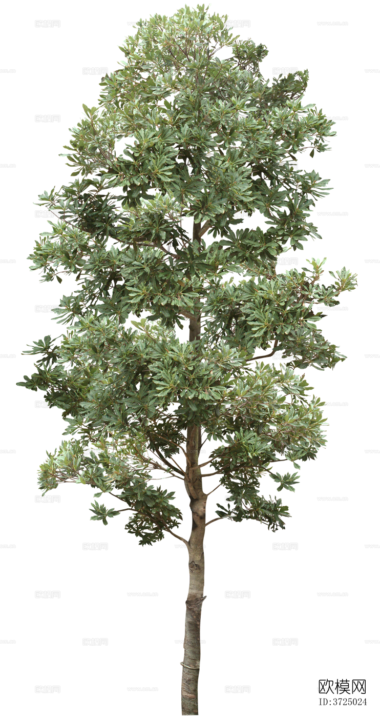 免抠街道庭院景观树行道树乔木植物下载