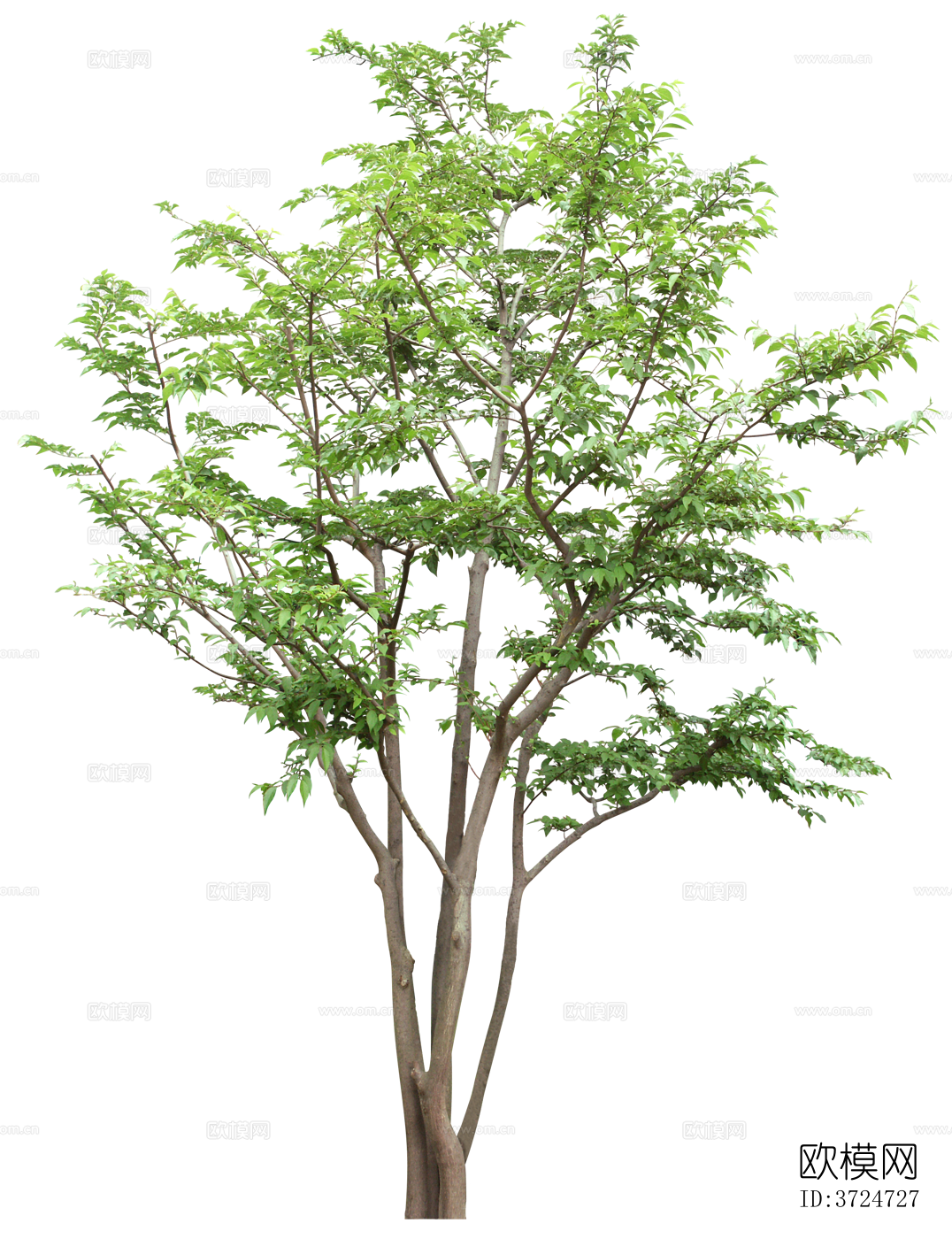 免抠街道庭院景观树行道树乔木植物下载