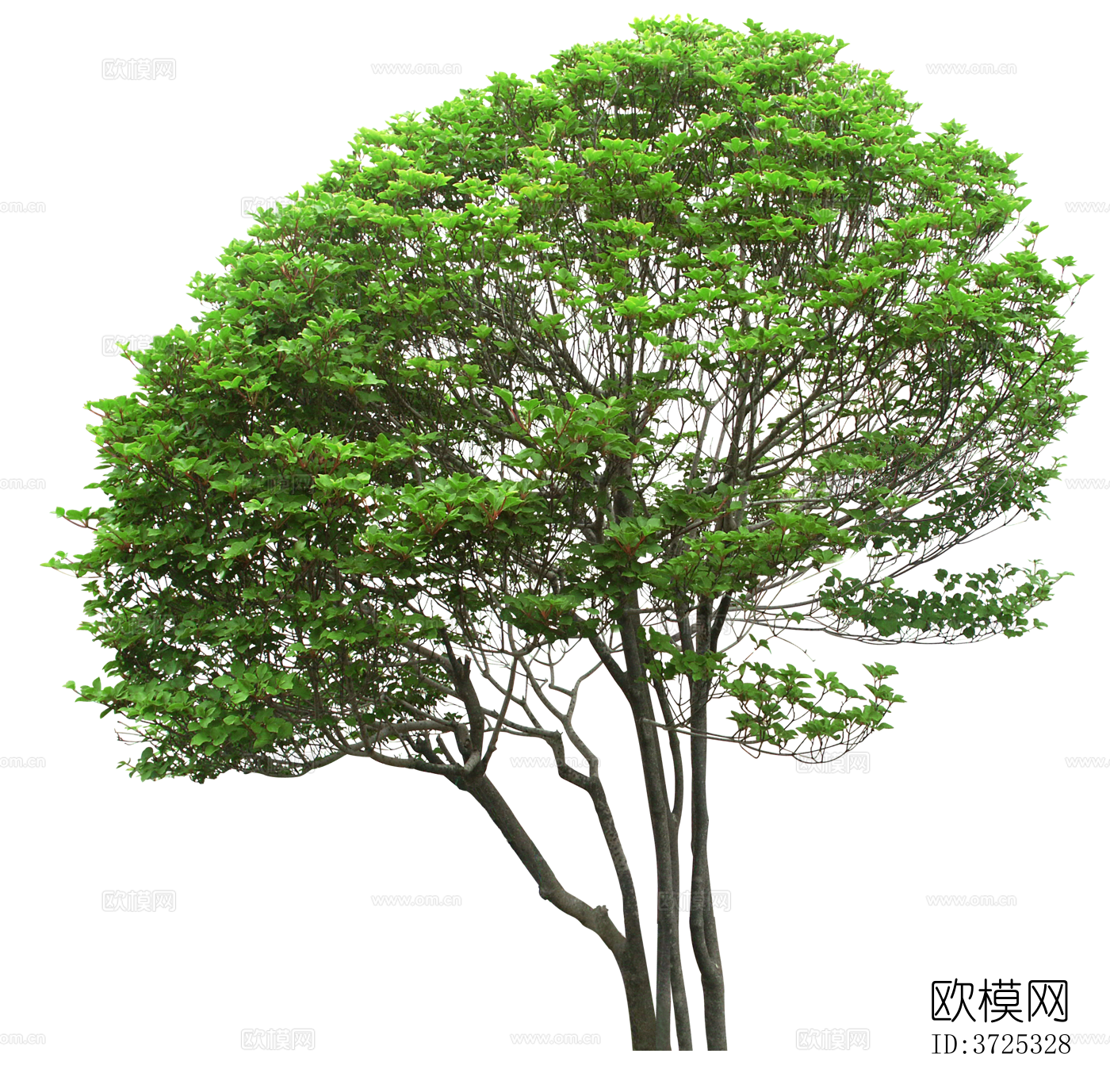 免抠街道庭院景观树行道树乔木植物下载