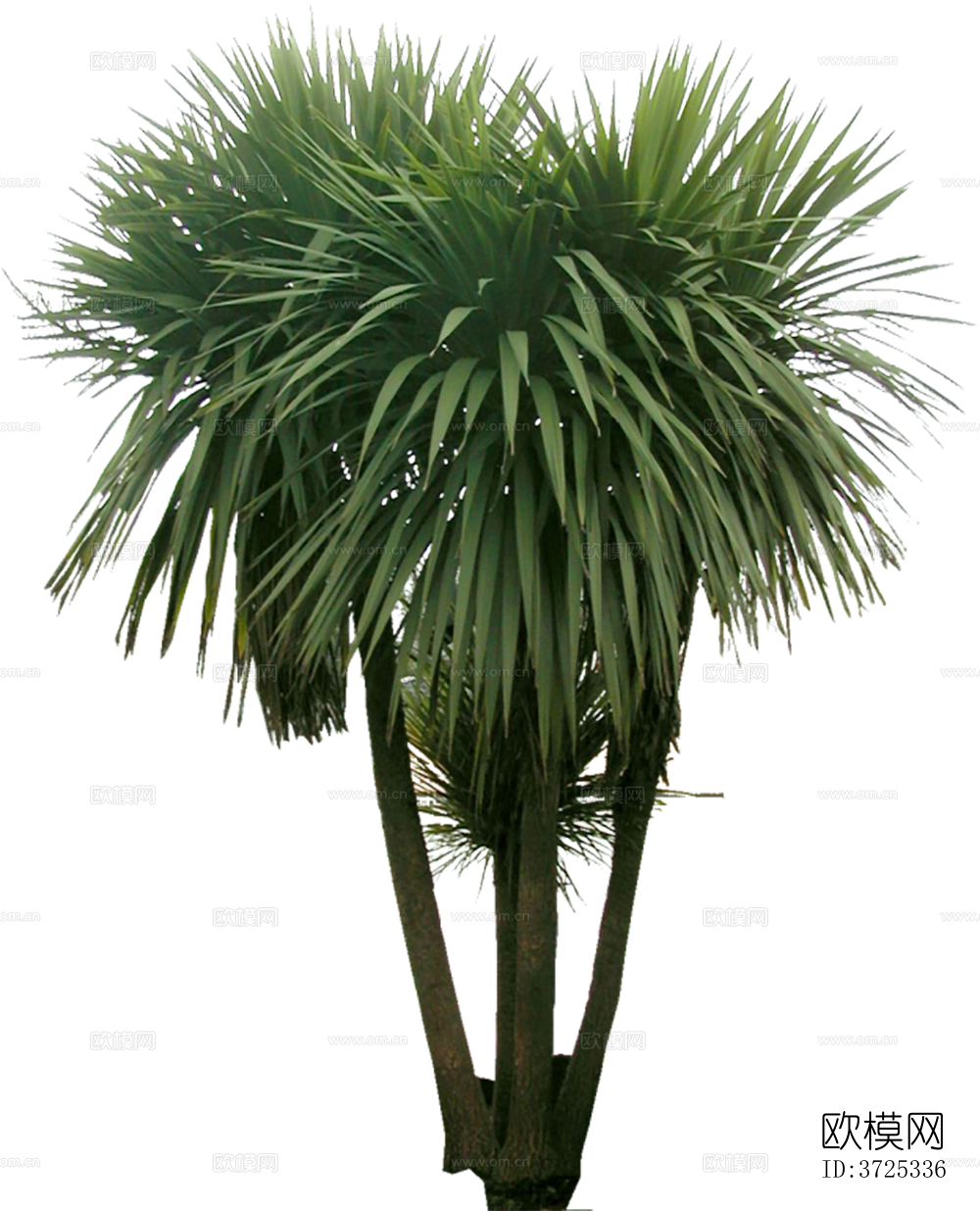 免抠街道庭院景观树行道树乔木植物下载