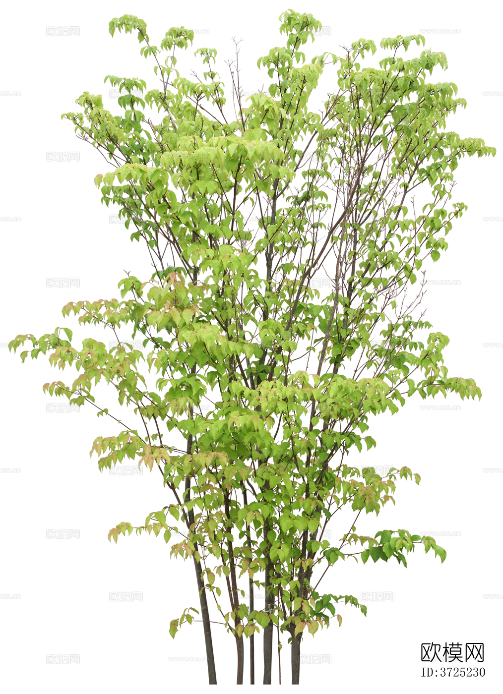 免抠街道庭院景观树行道树乔木植物下载