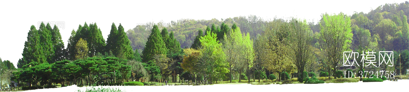 免抠街道庭院景观树行道树乔木植物下载