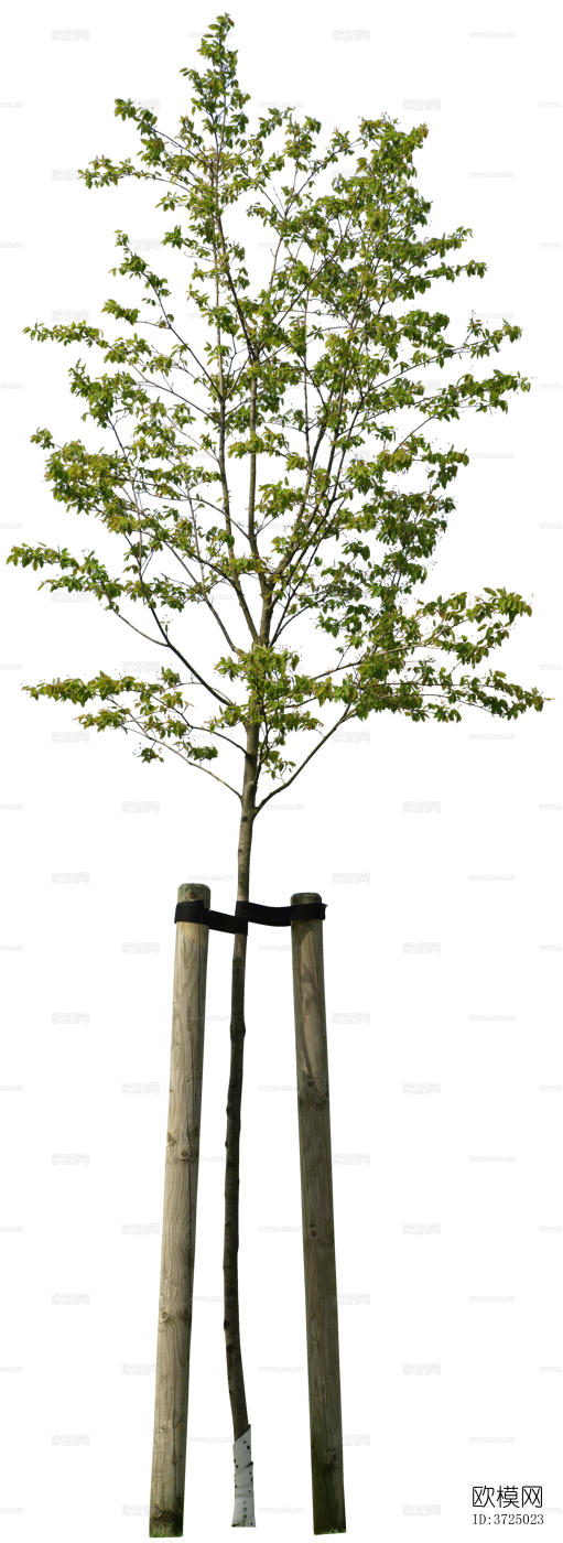 免抠街道庭院景观树行道树乔木植物下载