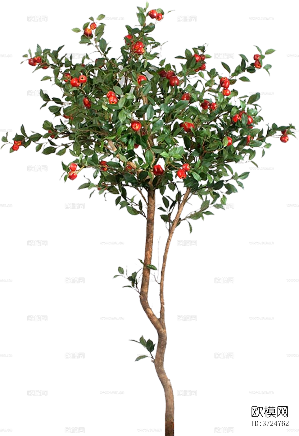 免抠街道庭院景观树行道树乔木植物下载