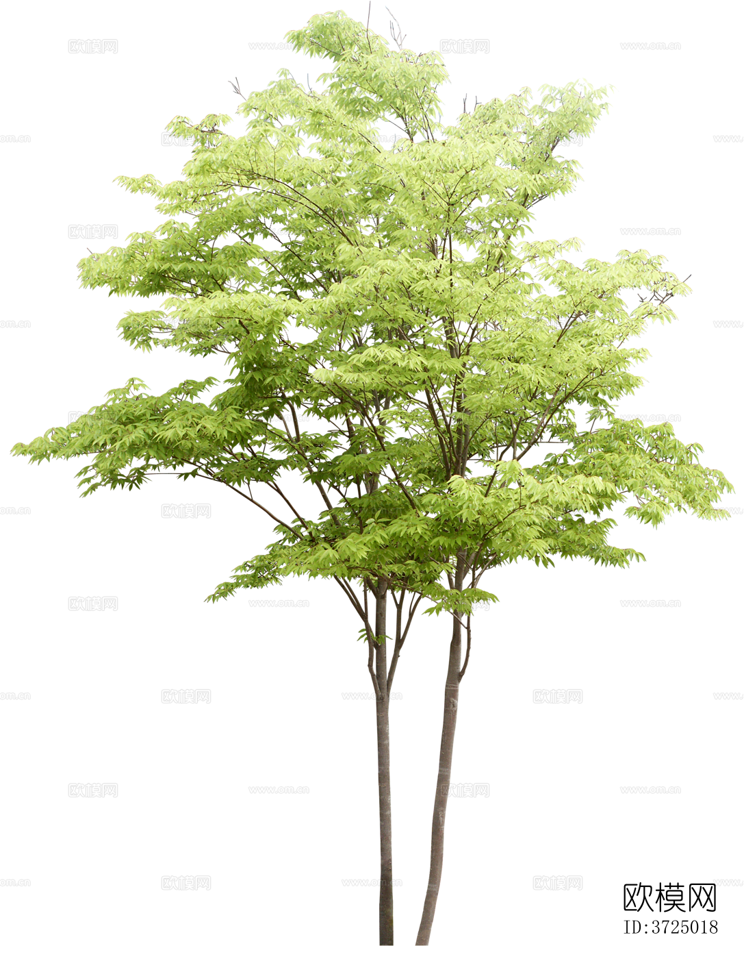 免抠街道庭院景观树行道树乔木植物下载