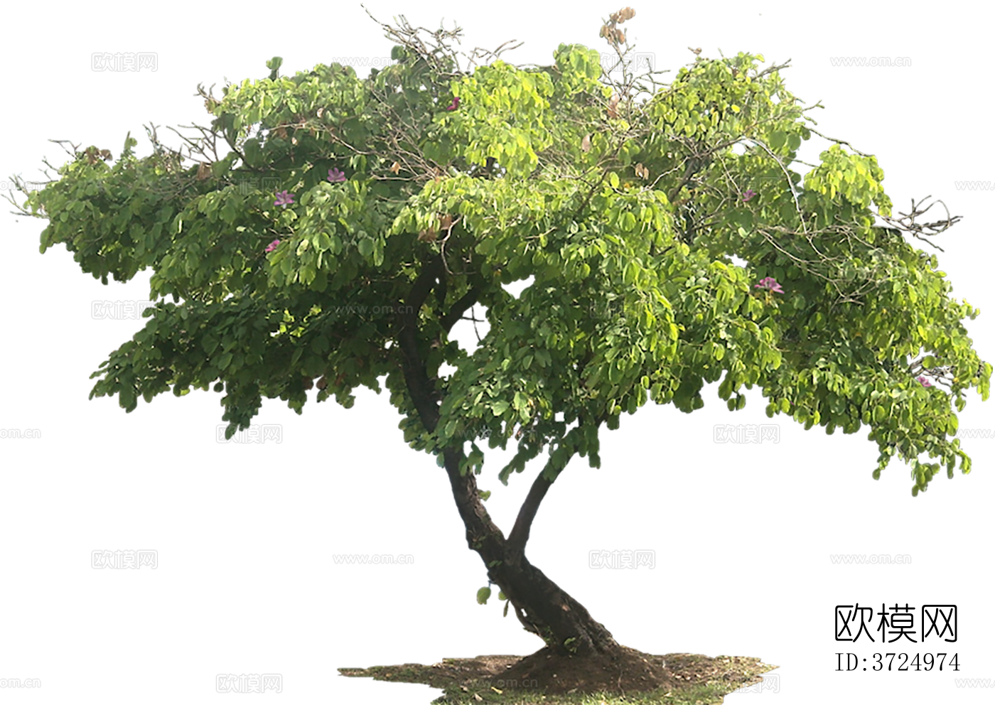 免抠街道庭院景观树行道树乔木植物下载