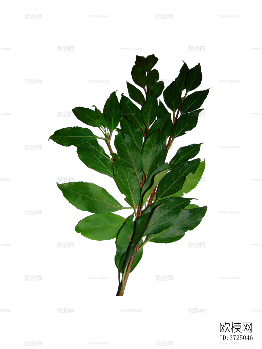 免抠街道庭院景观树行道树乔木植物下载