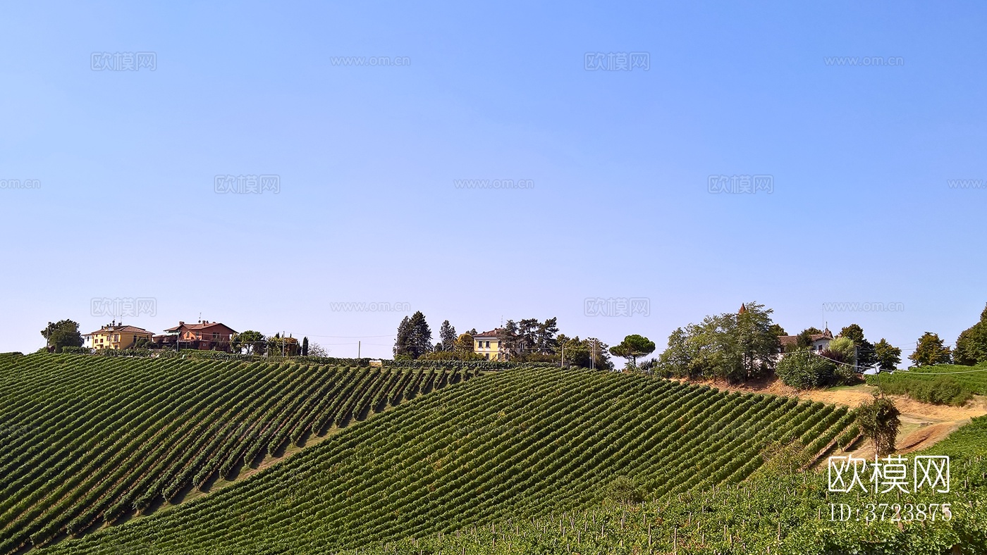 葡萄园种植园景观风景下载