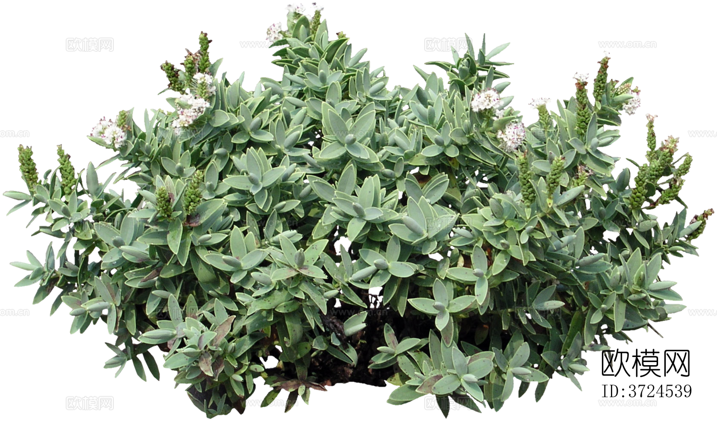 免抠景观植物灌木球下载