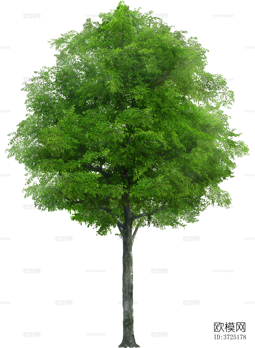 免抠街道庭院景观树行道树乔木植物下载