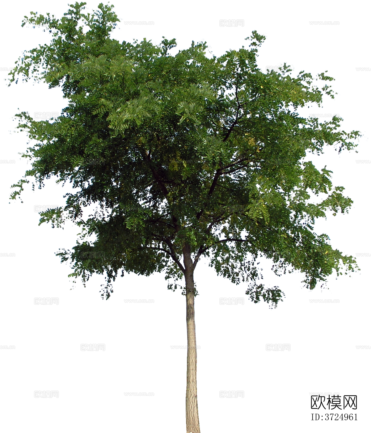 免抠街道庭院景观树行道树乔木植物下载