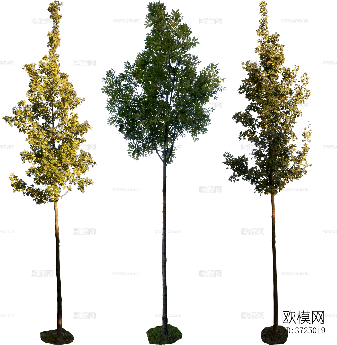 免抠街道庭院景观树行道树乔木植物下载