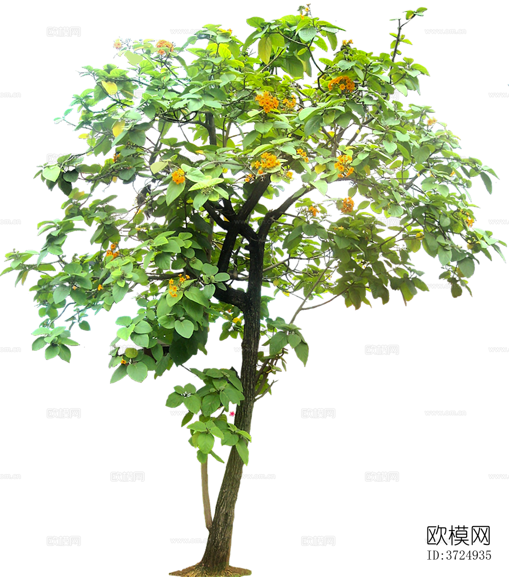 免抠街道庭院景观树行道树乔木植物下载