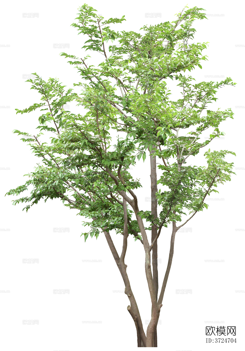 免抠街道庭院景观树行道树乔木植物下载