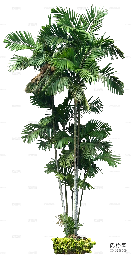 免抠常绿植物下载