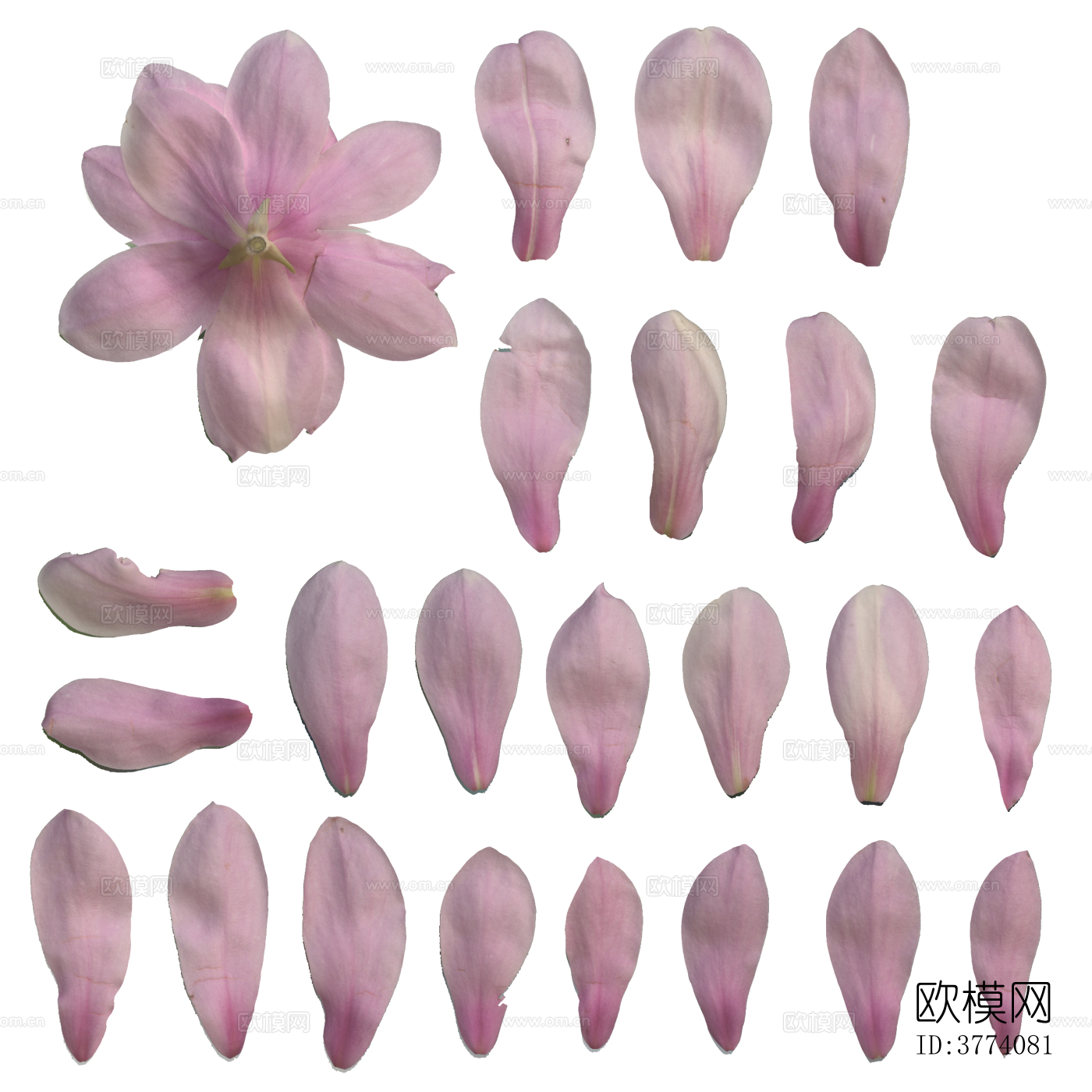 粉色木兰花 免抠素材下载