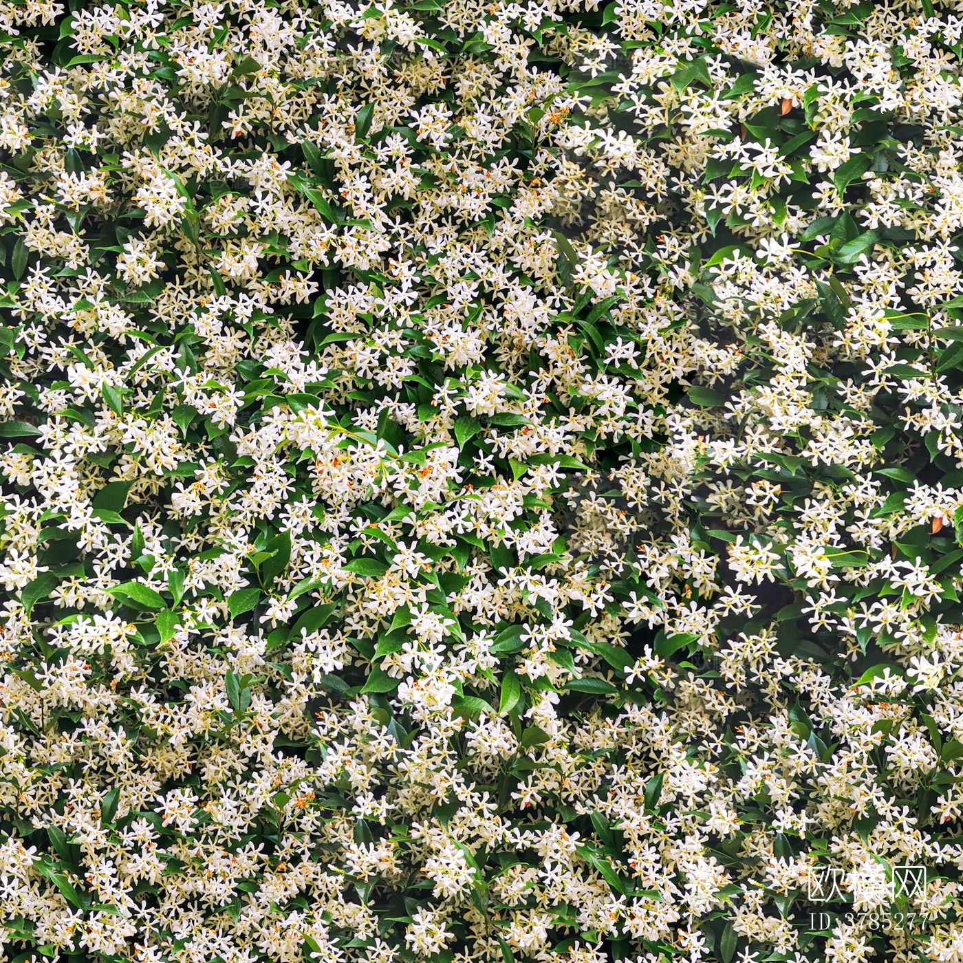 无缝花贴图下载