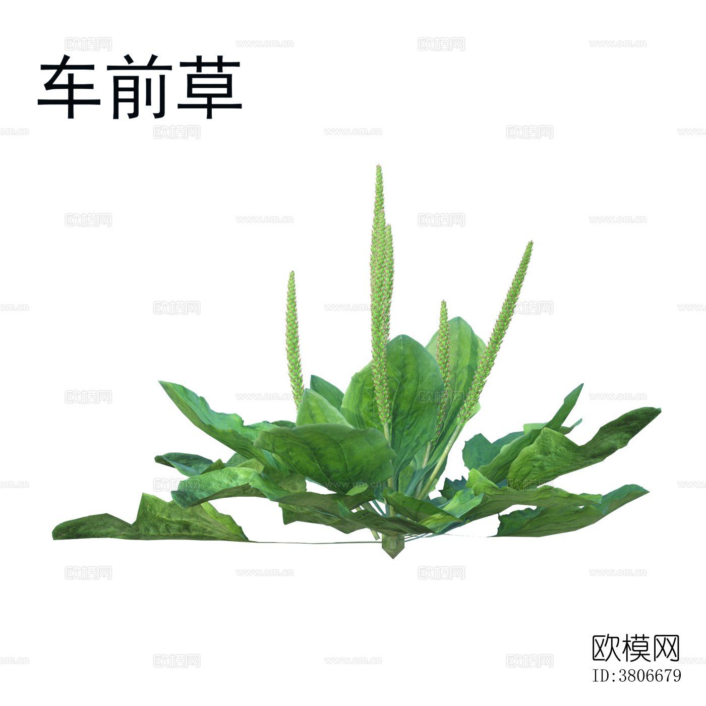 车前草 植物 免抠贴图下载