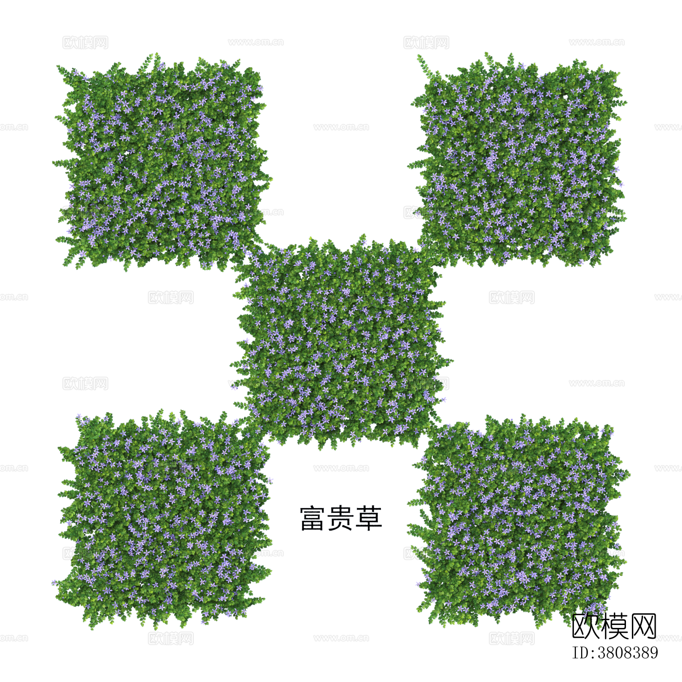 富贵草 植物 免抠贴图