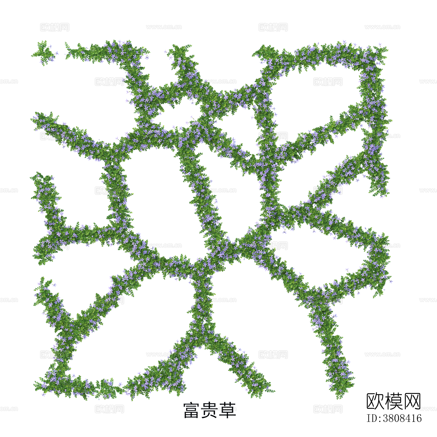 富贵草 植物 免抠贴图