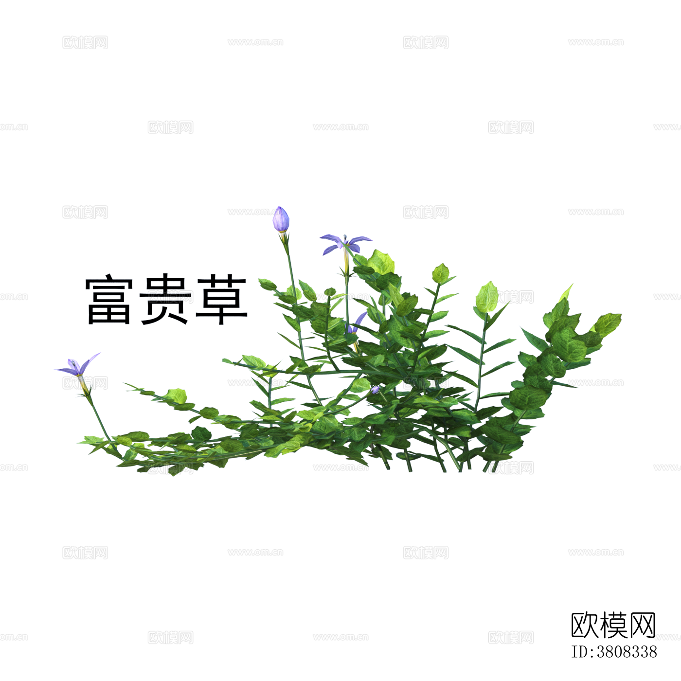 富贵草 植物 免抠贴图
