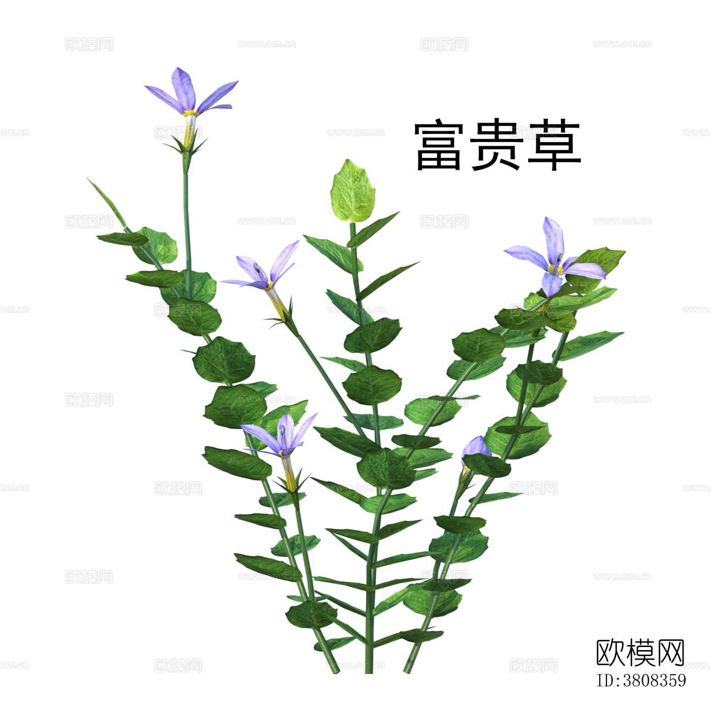 富贵草 植物 免抠贴图