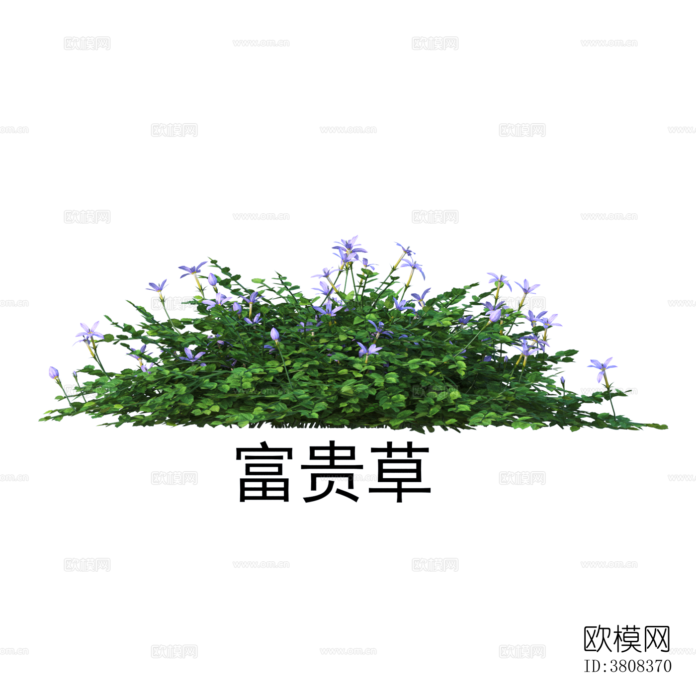 富贵草 植物 免抠贴图