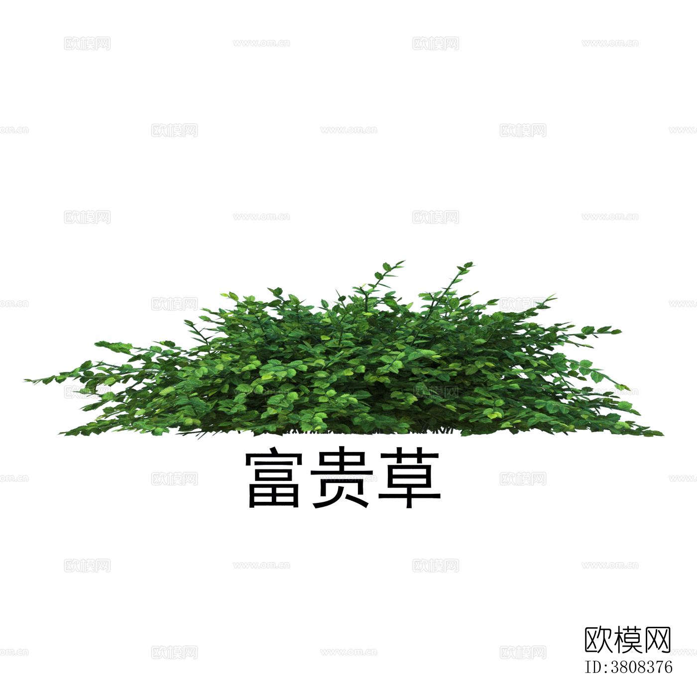 富贵草 植物 免抠贴图