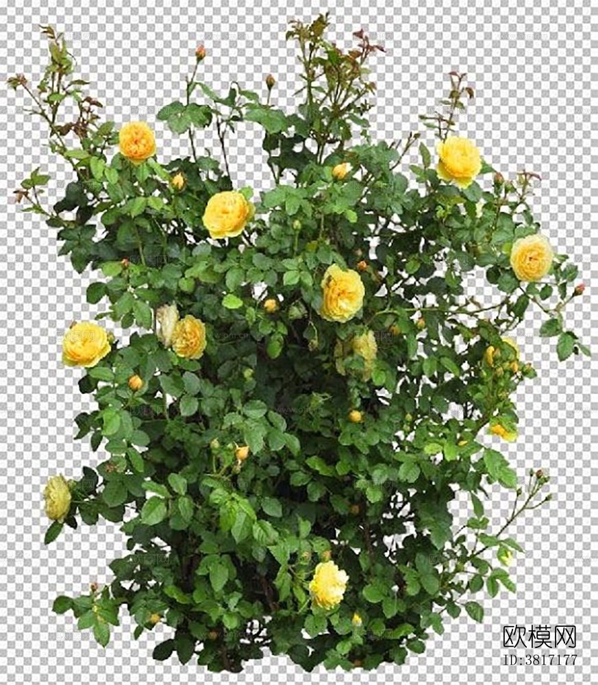 花卉植物免抠贴图下载