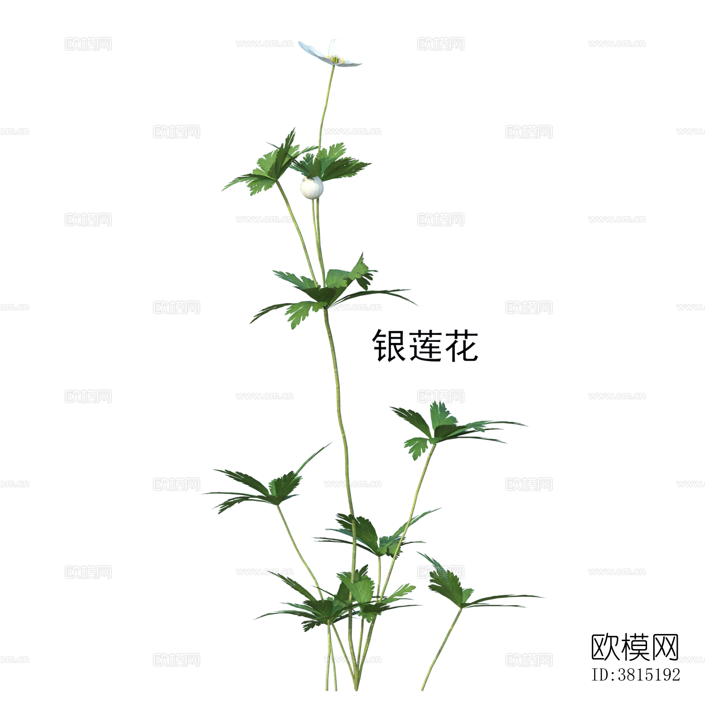 银莲花 植物 免抠贴图下载