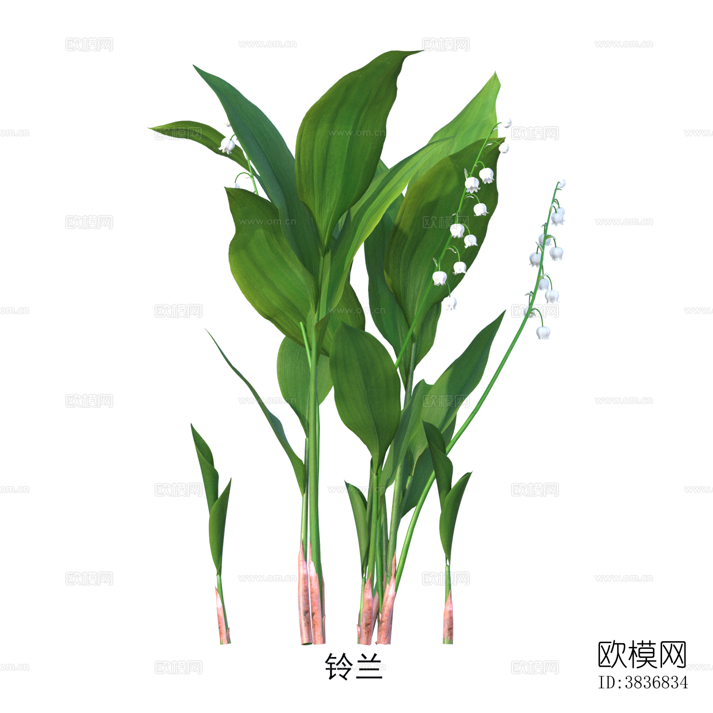 铃兰 植物 免抠贴图下载