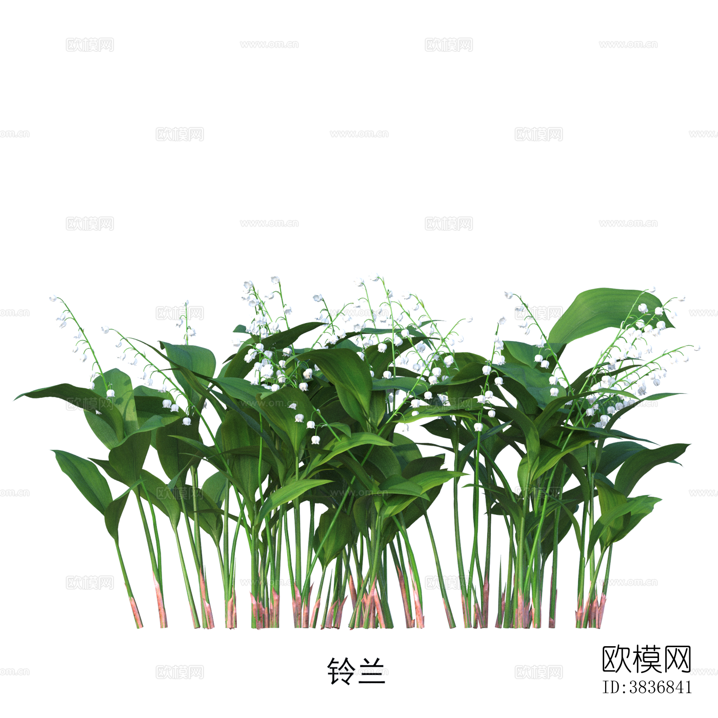 铃兰 植物 免抠贴图下载