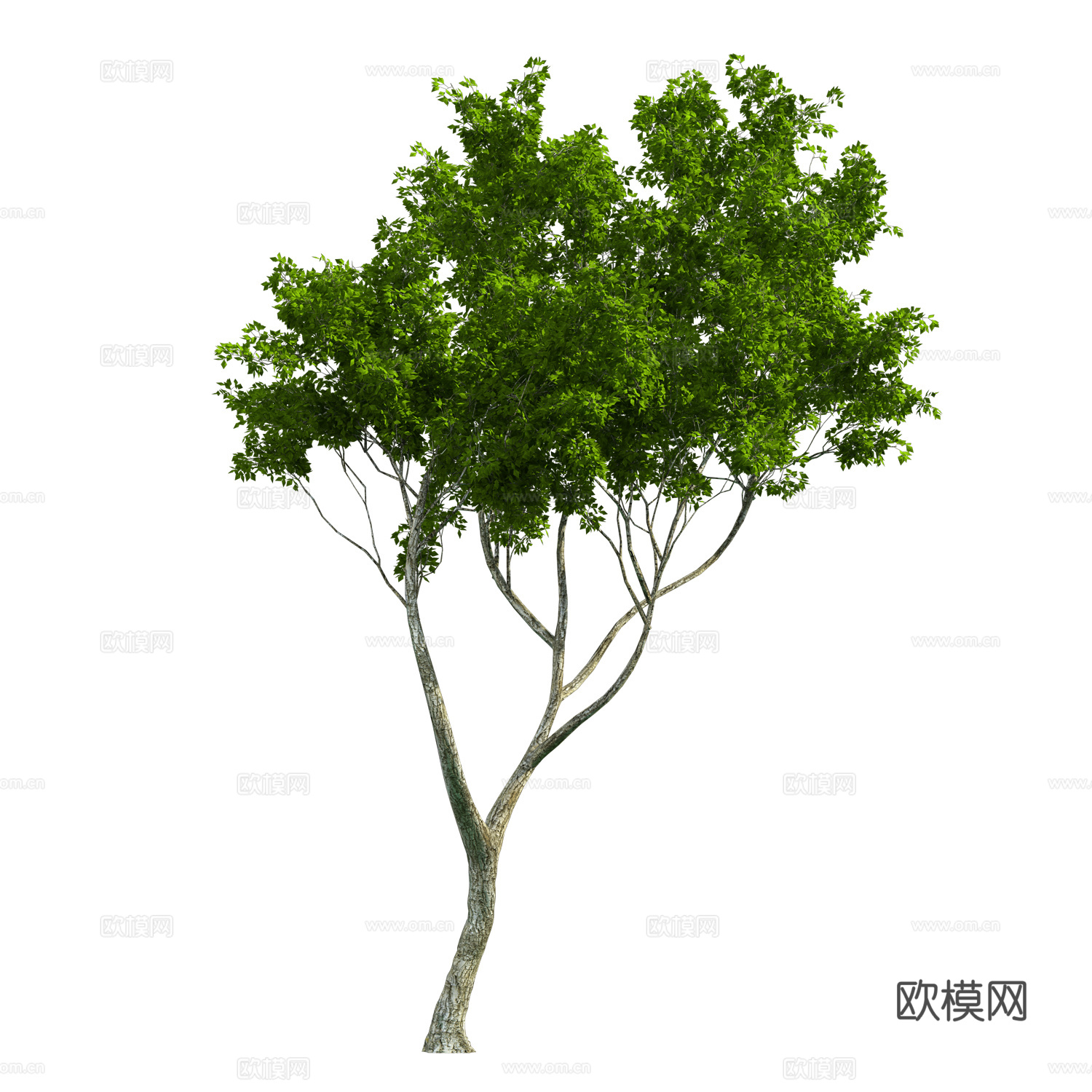 植物树木绿植下载