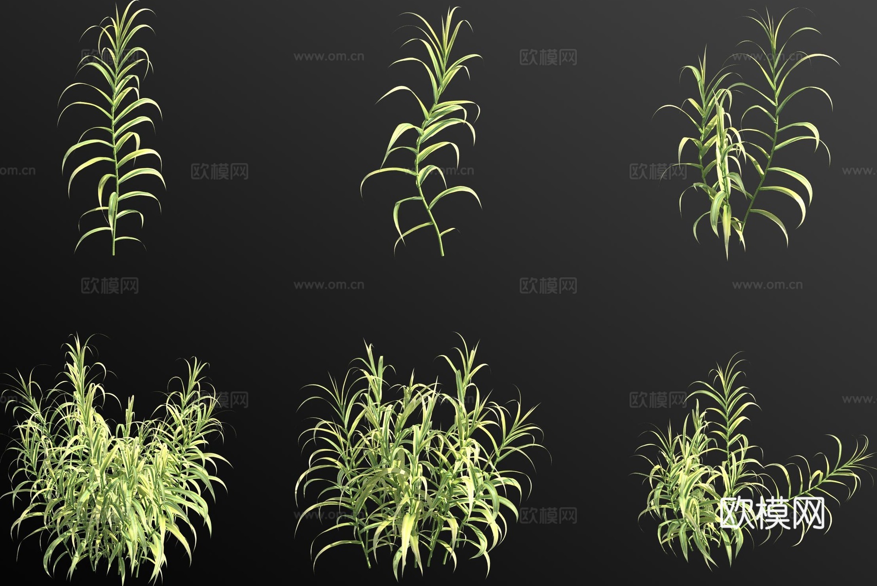 花叶芦竹 水生植物3d模型