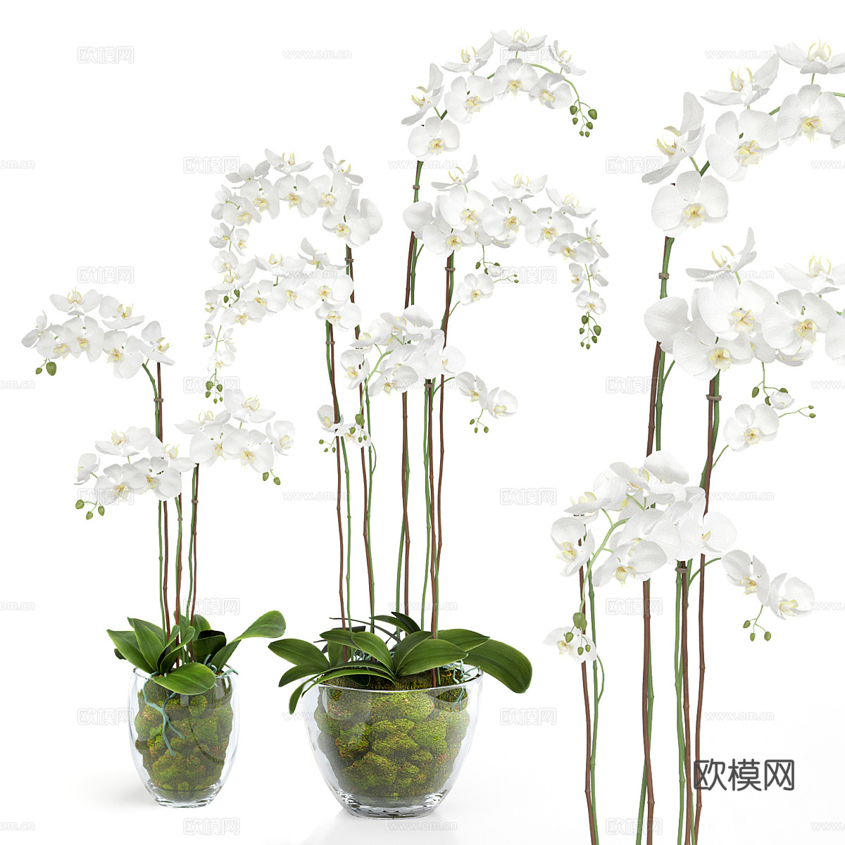 蝴蝶兰盆栽 花盆3d模型