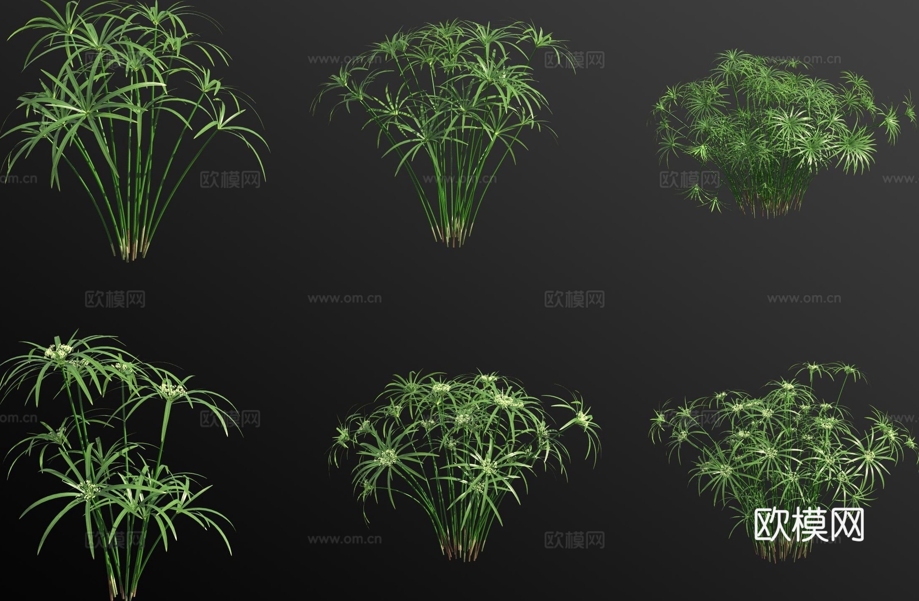 旱伞竹风车草 水生植物3d模型