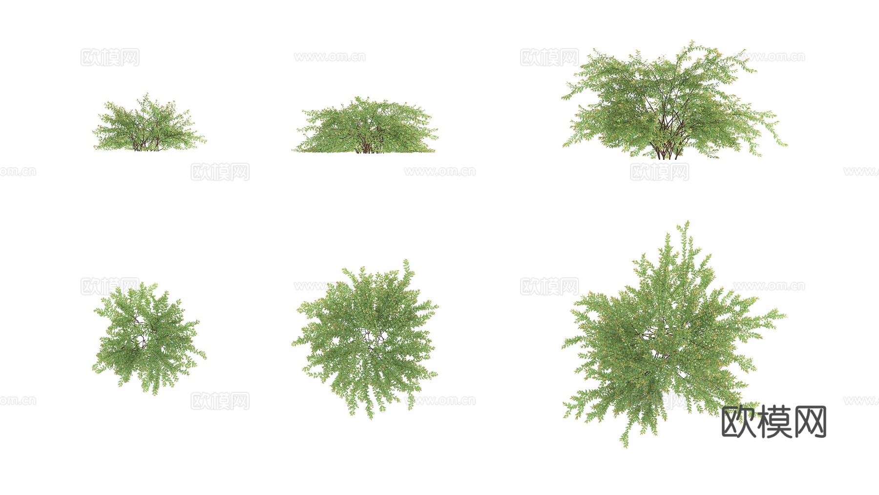 植物灌木 花卉3d模型