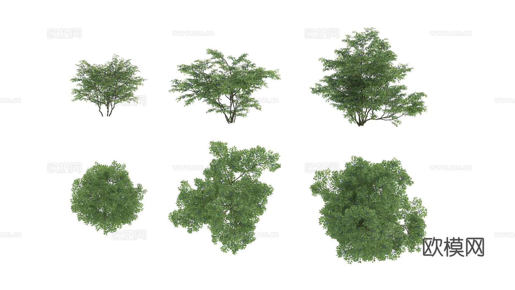 植物 绿植 灌木 花卉3d模型