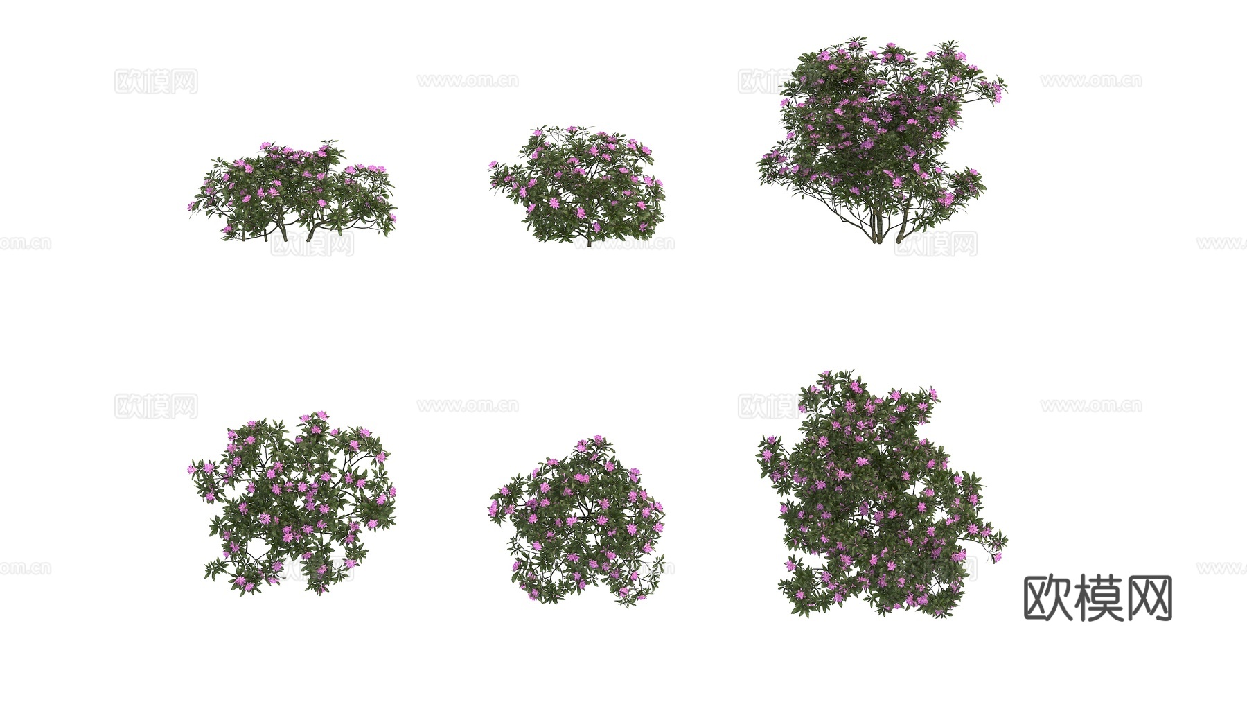 植物绿植 灌木 花卉3d模型