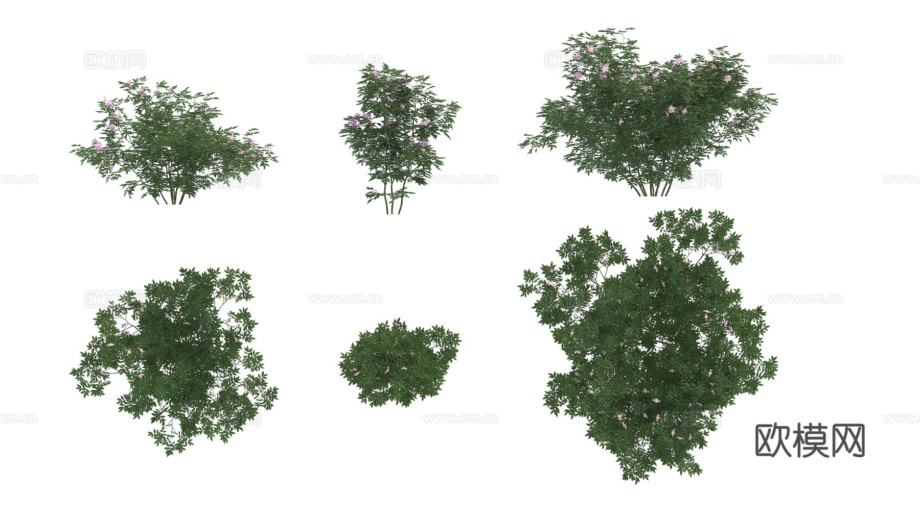 植物 绿植 灌木 花卉3d模型