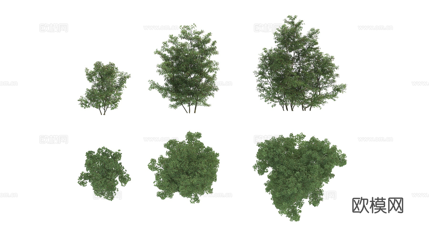 植物绿植 灌木3d模型