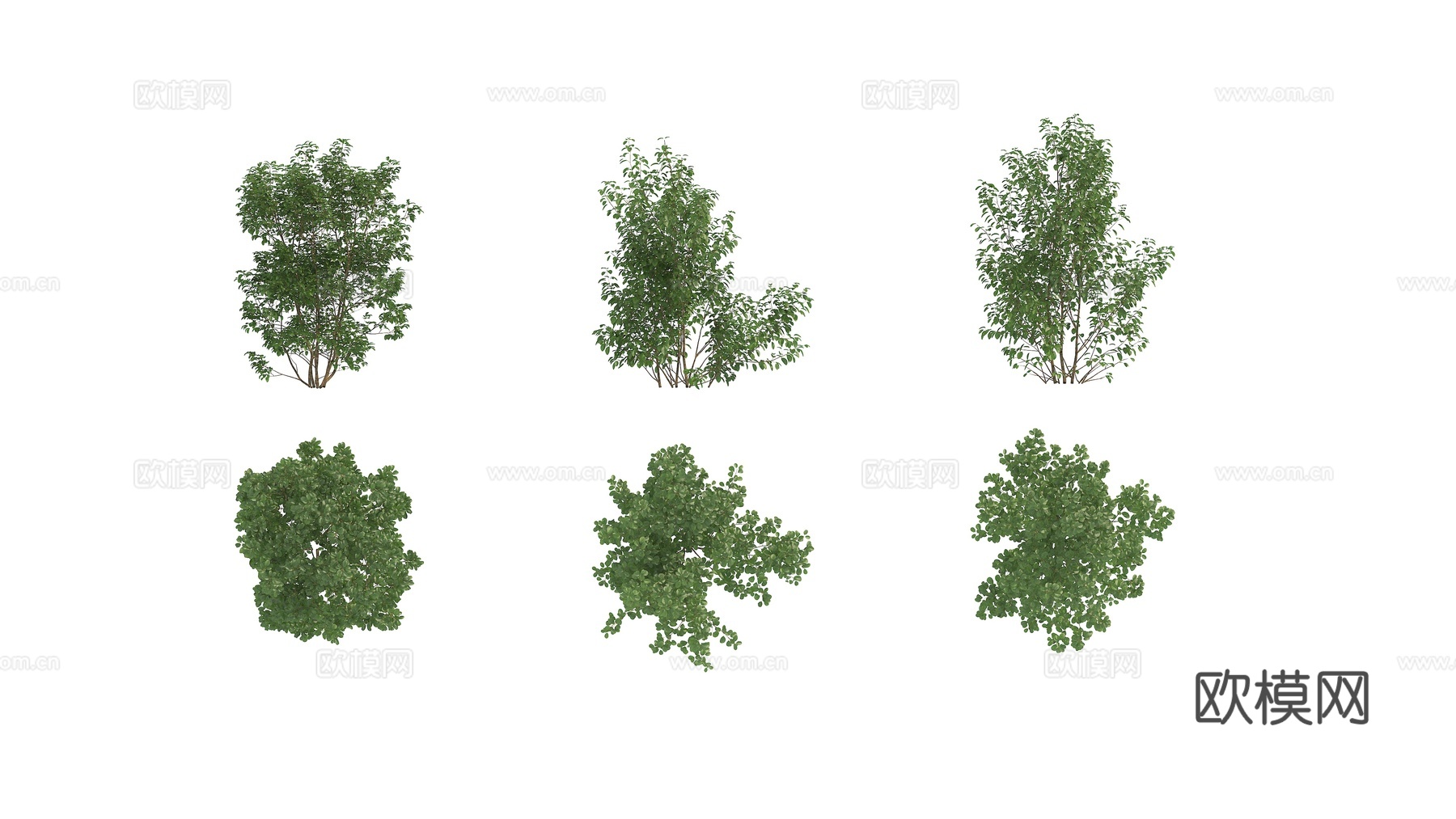 植物 绿植 灌木 花卉3d模型