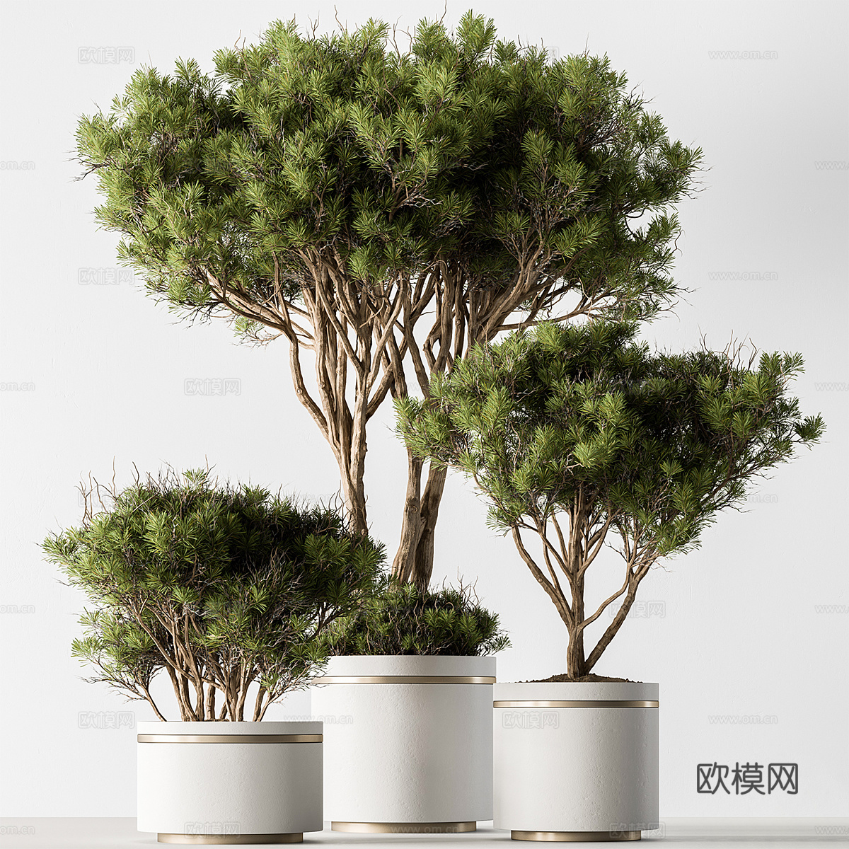 植物盆栽 绿植3d模型