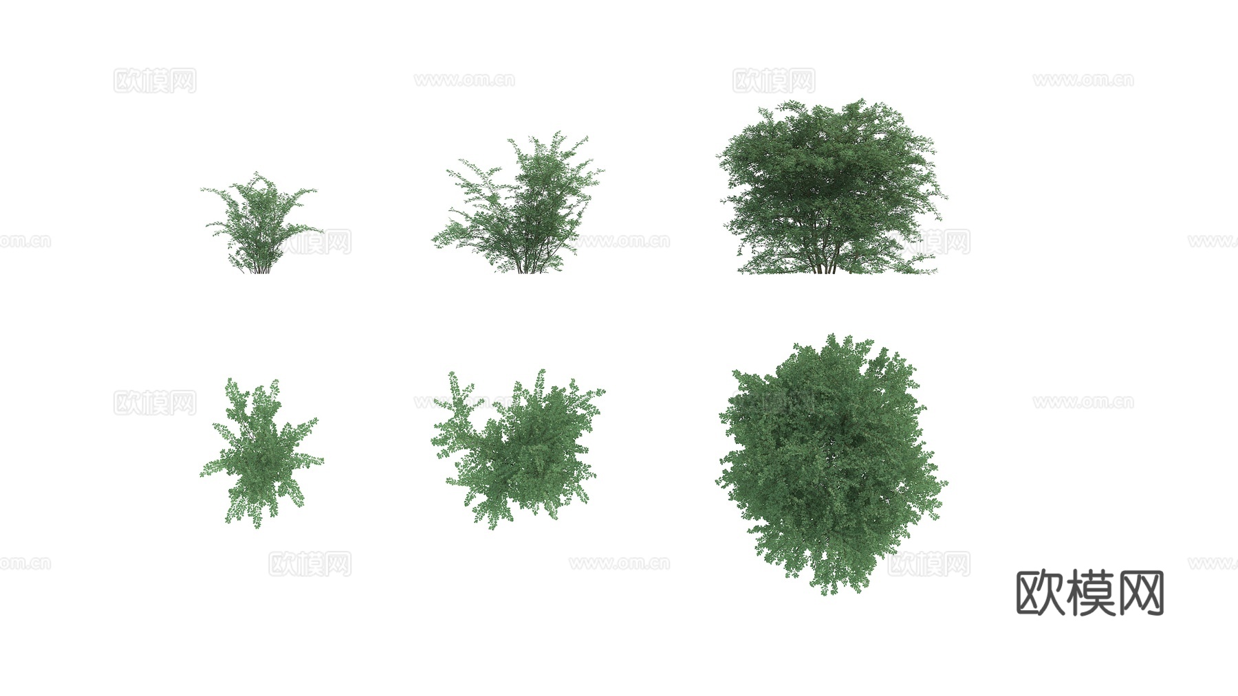 植物 绿植 灌木 花卉3d模型